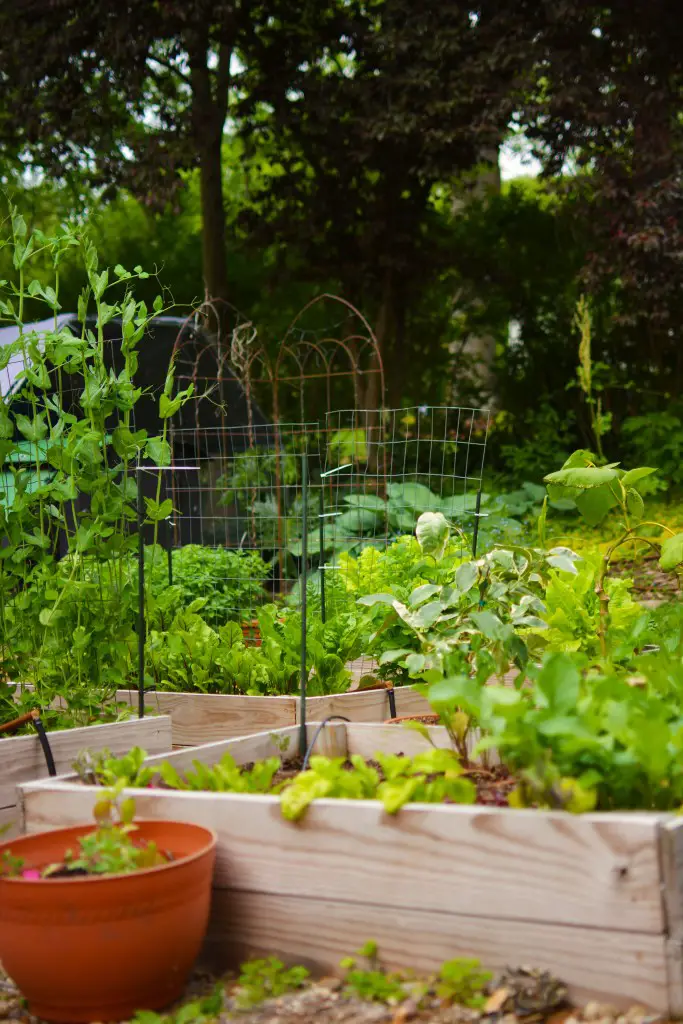 raised bed garden