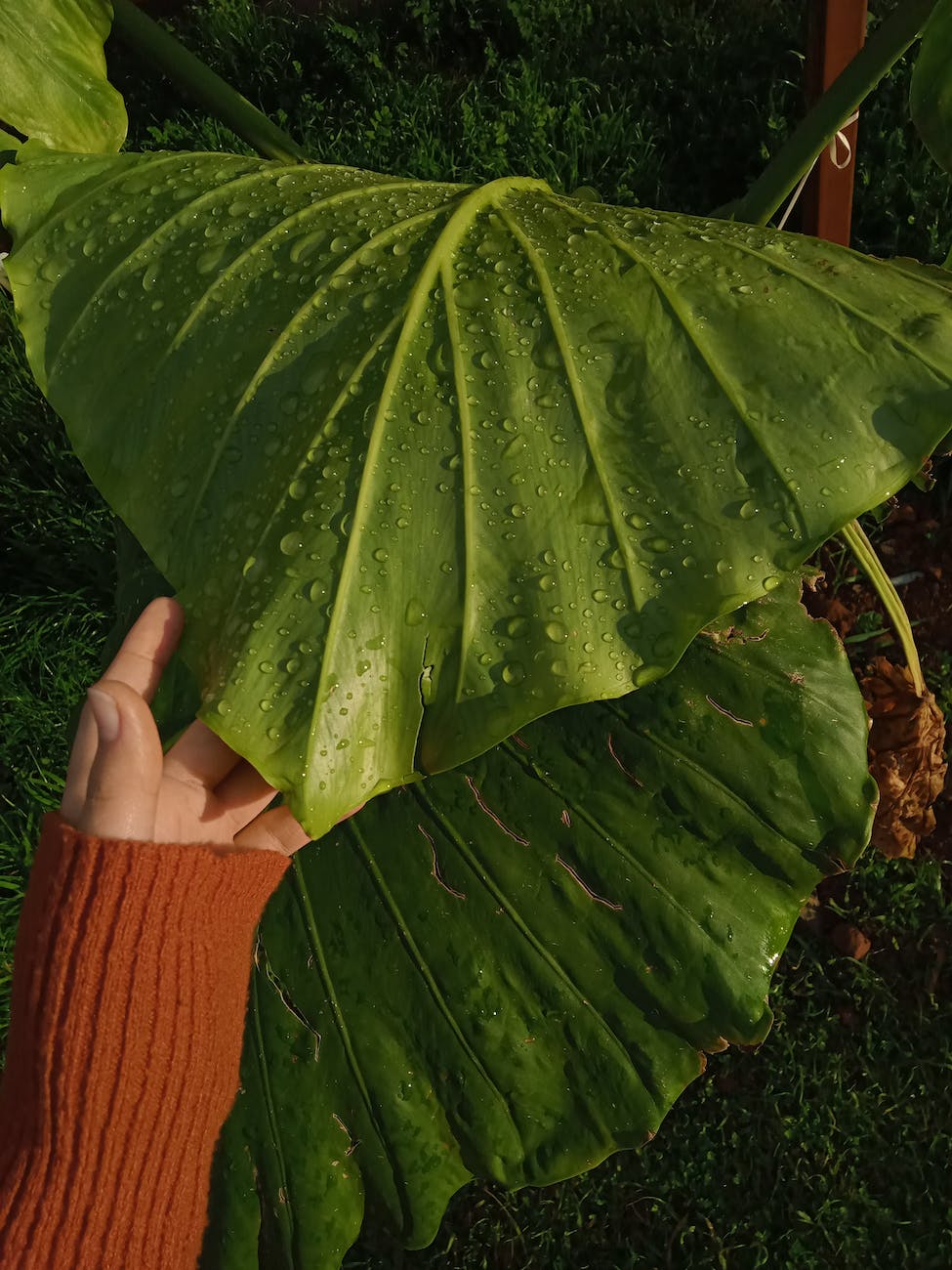 a person holding a green leaf