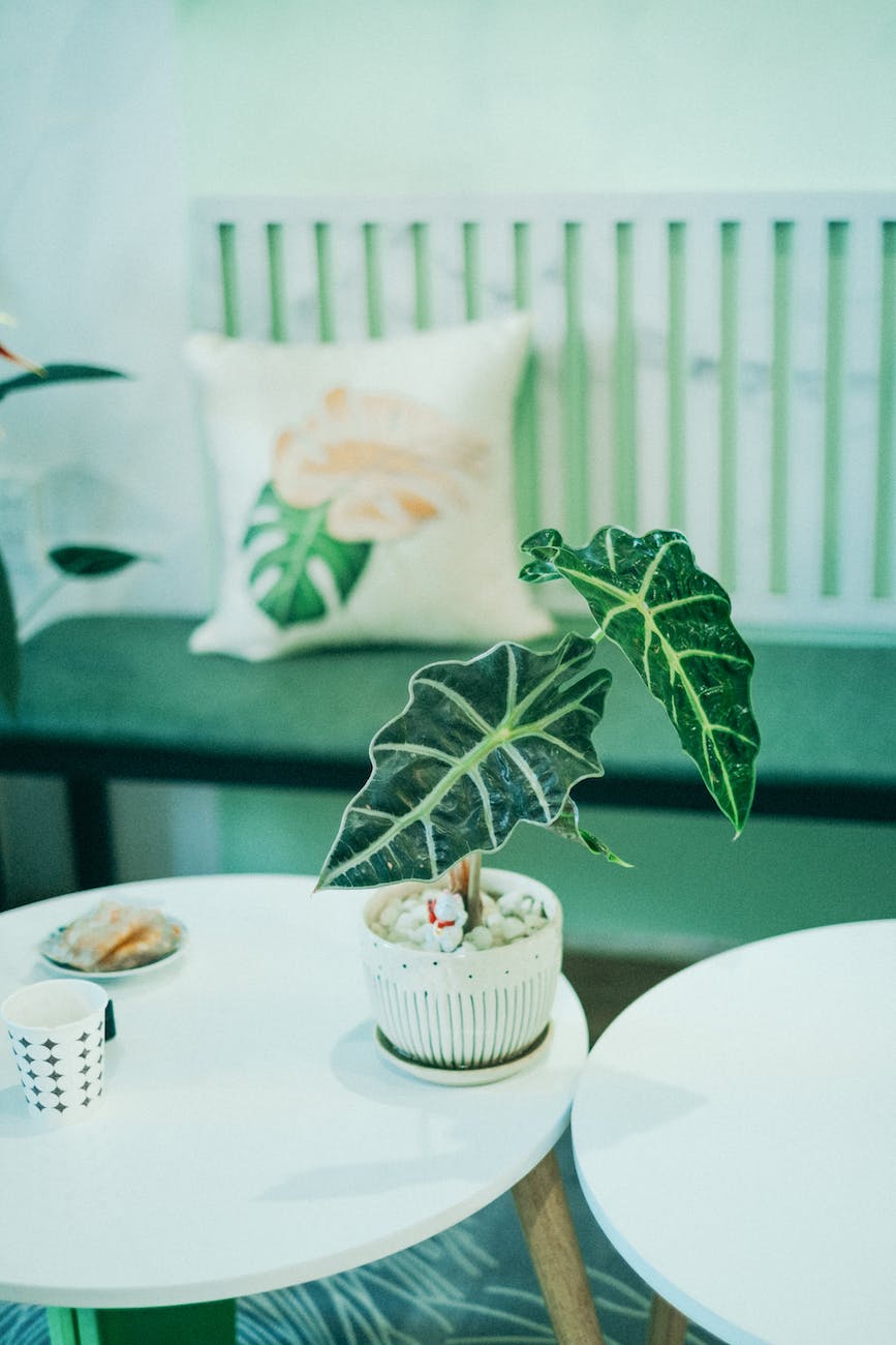 plant in flowerpot