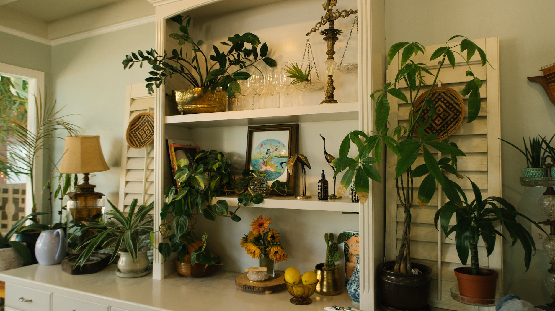 green leaf plants on white wooden shelf