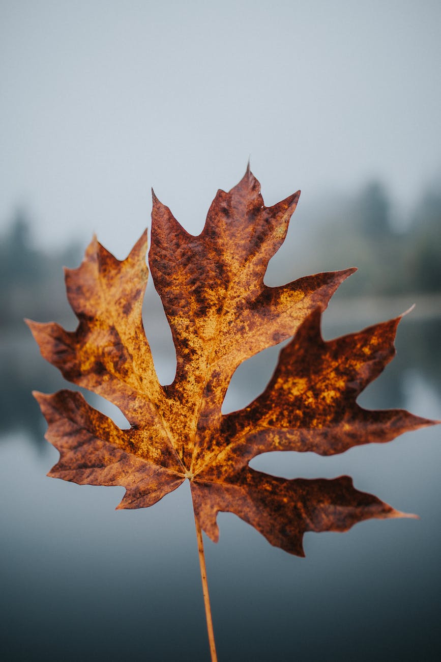 brown leaf