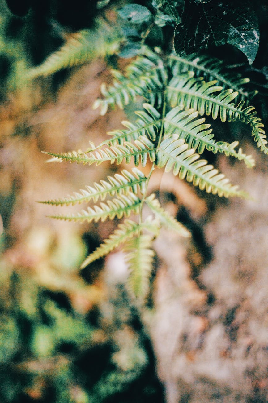 green fern with yellowed edges