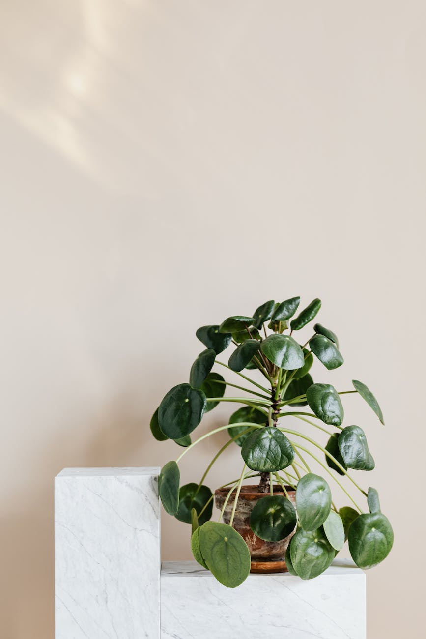 pilea peperomioides in ceramic pot on shelf
