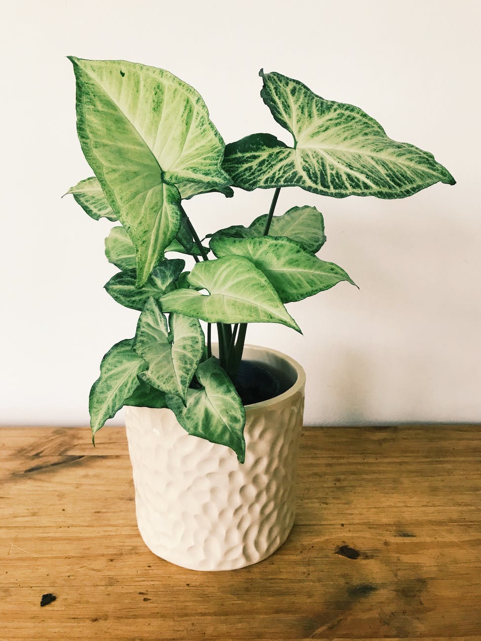 green plant in white ceramic pot
