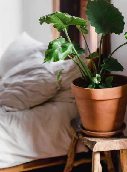 potted plant on wooden stool near bed