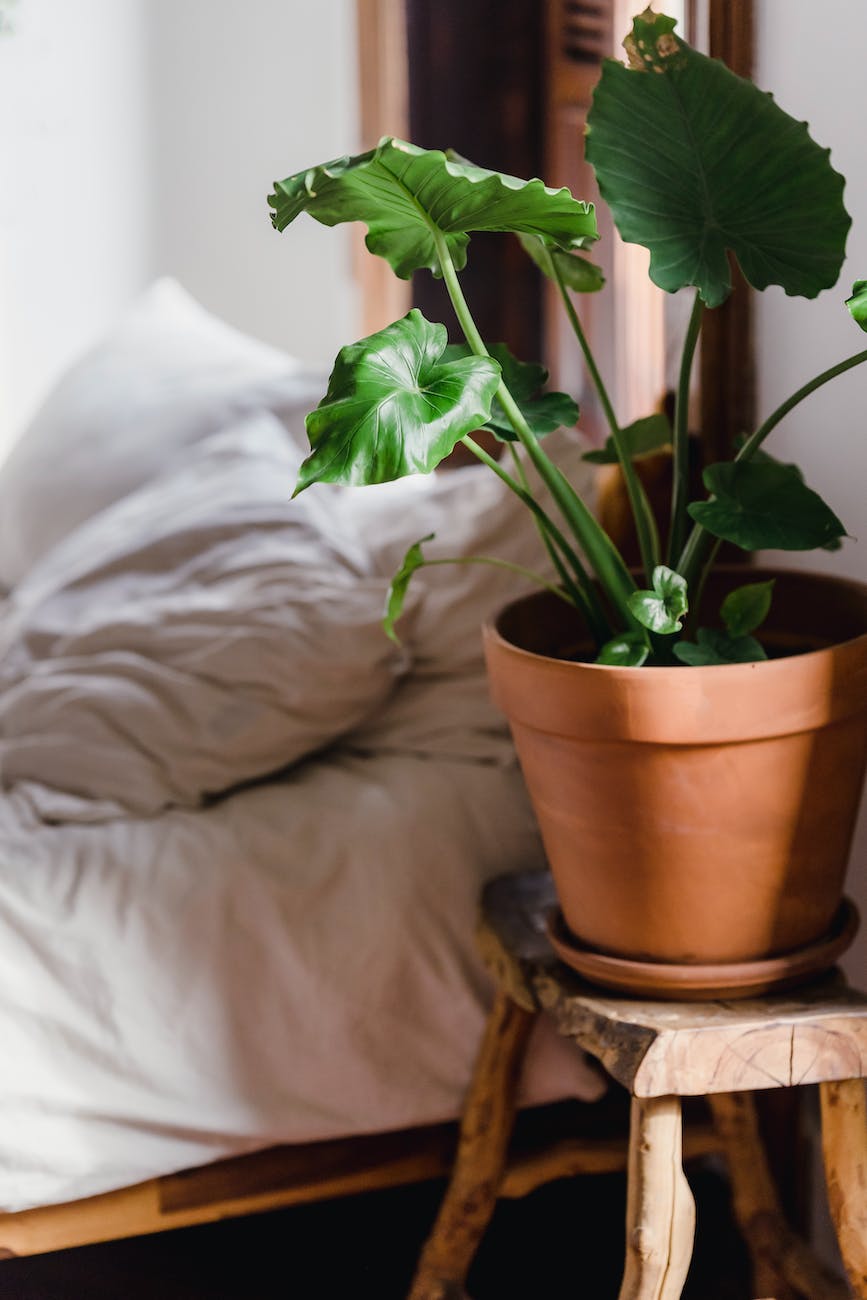 black gold snake plant care Sansevieria Black Gold | Snake Plant | Care Guide and Pro Tips main image 0