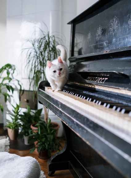 white cat on piano