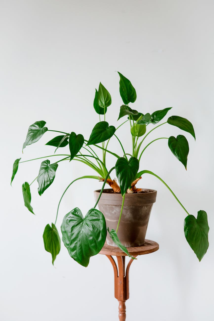 a potted plant over a round table