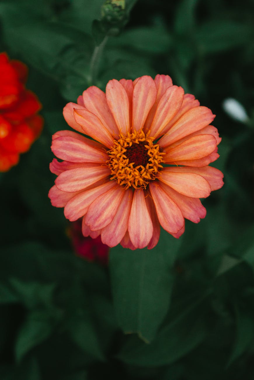 a close up shot of a zinnia flower