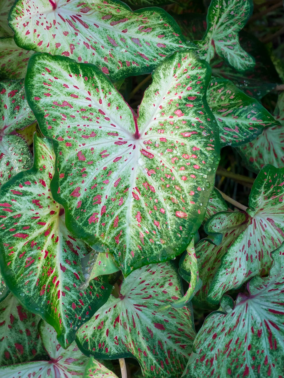 close up of caladium with pink dots