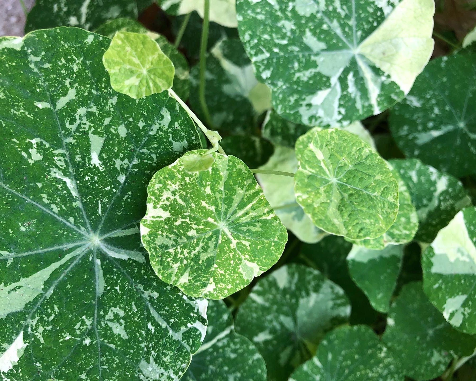 how to grow nasturtium seeds
