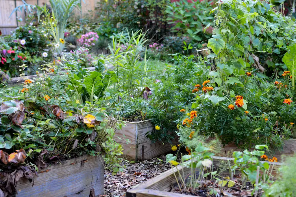Raised Garden Beds with Vegetables