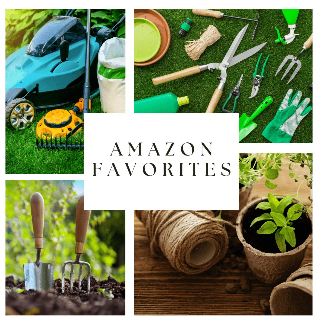 Amazon favorites