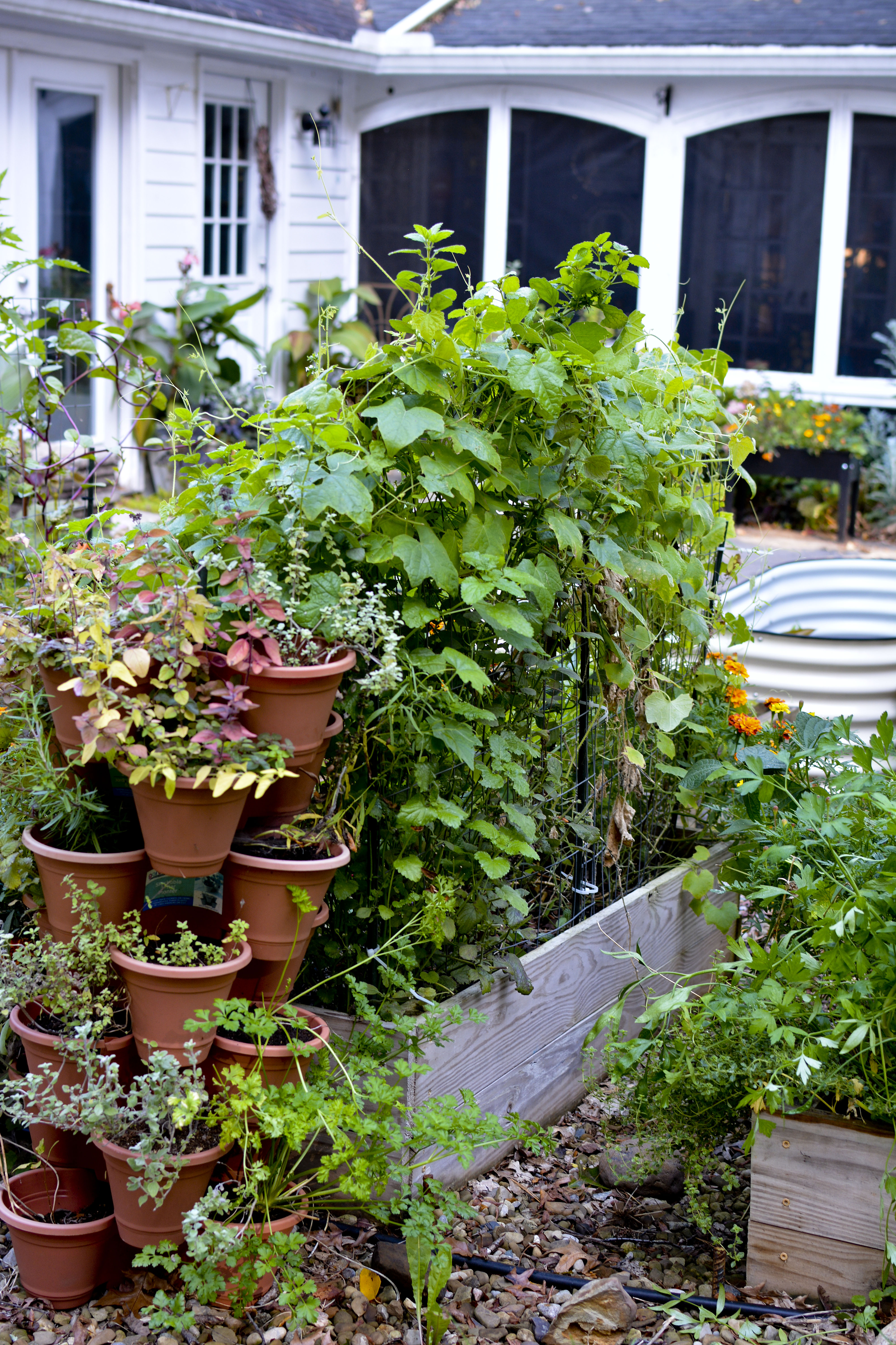 Raised Garden Beds with vegetables