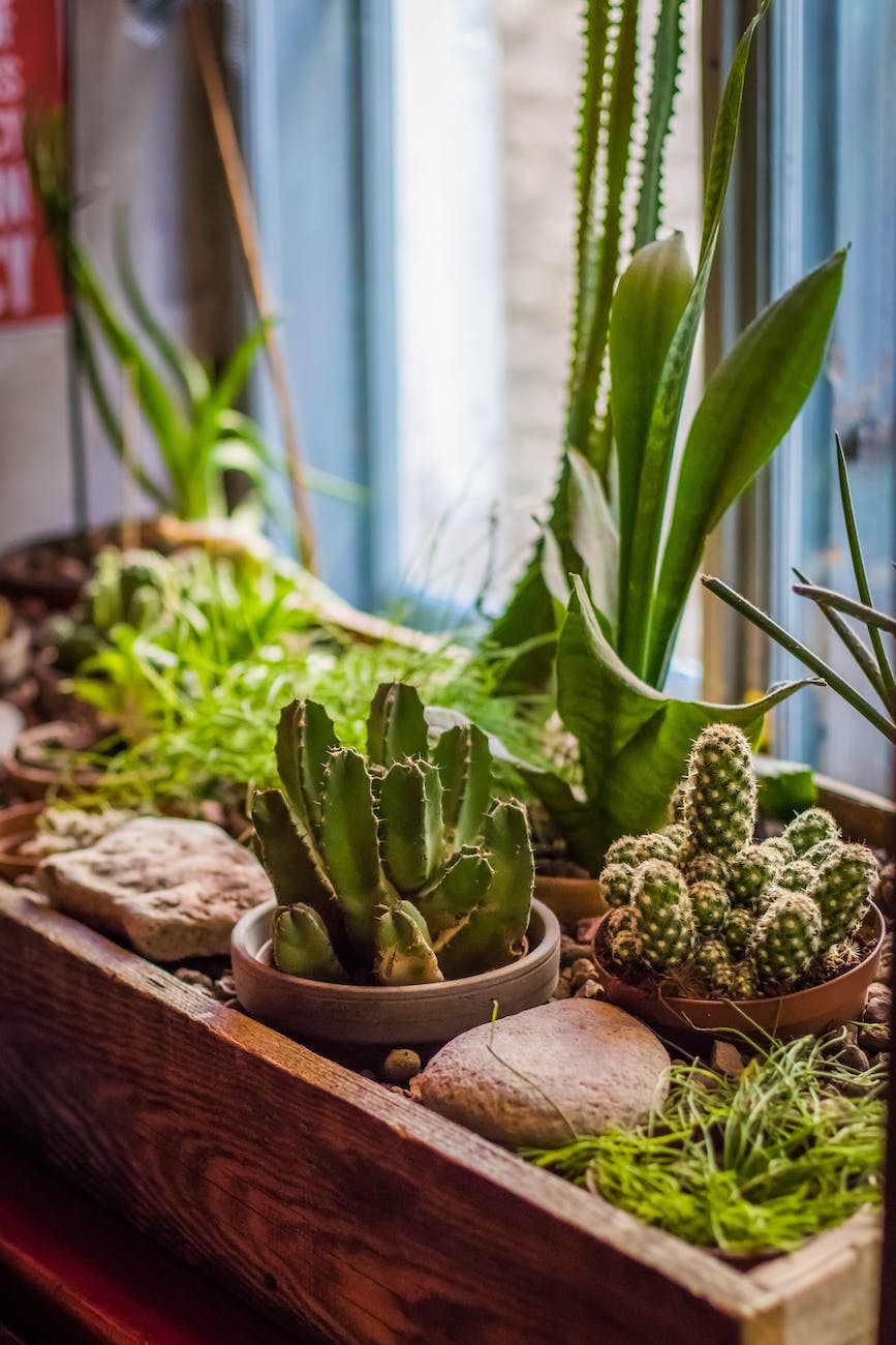 selective focus photo of green cacti plants