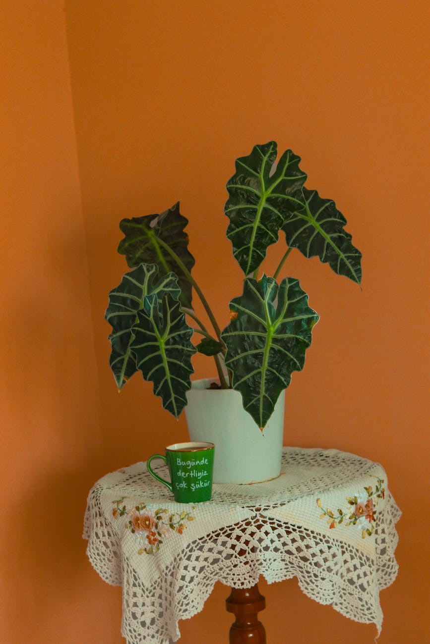 alocasia plant on white pot beside mug of coffee