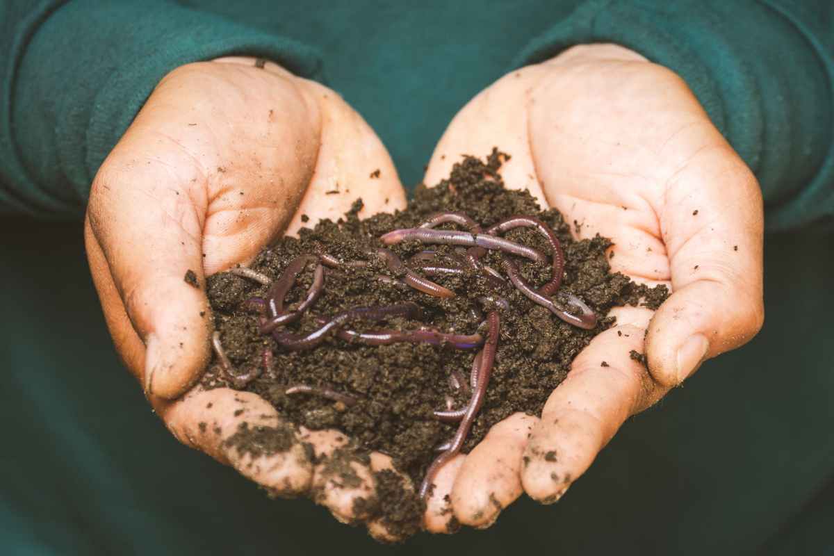 10 Weird things to add to your compost bin