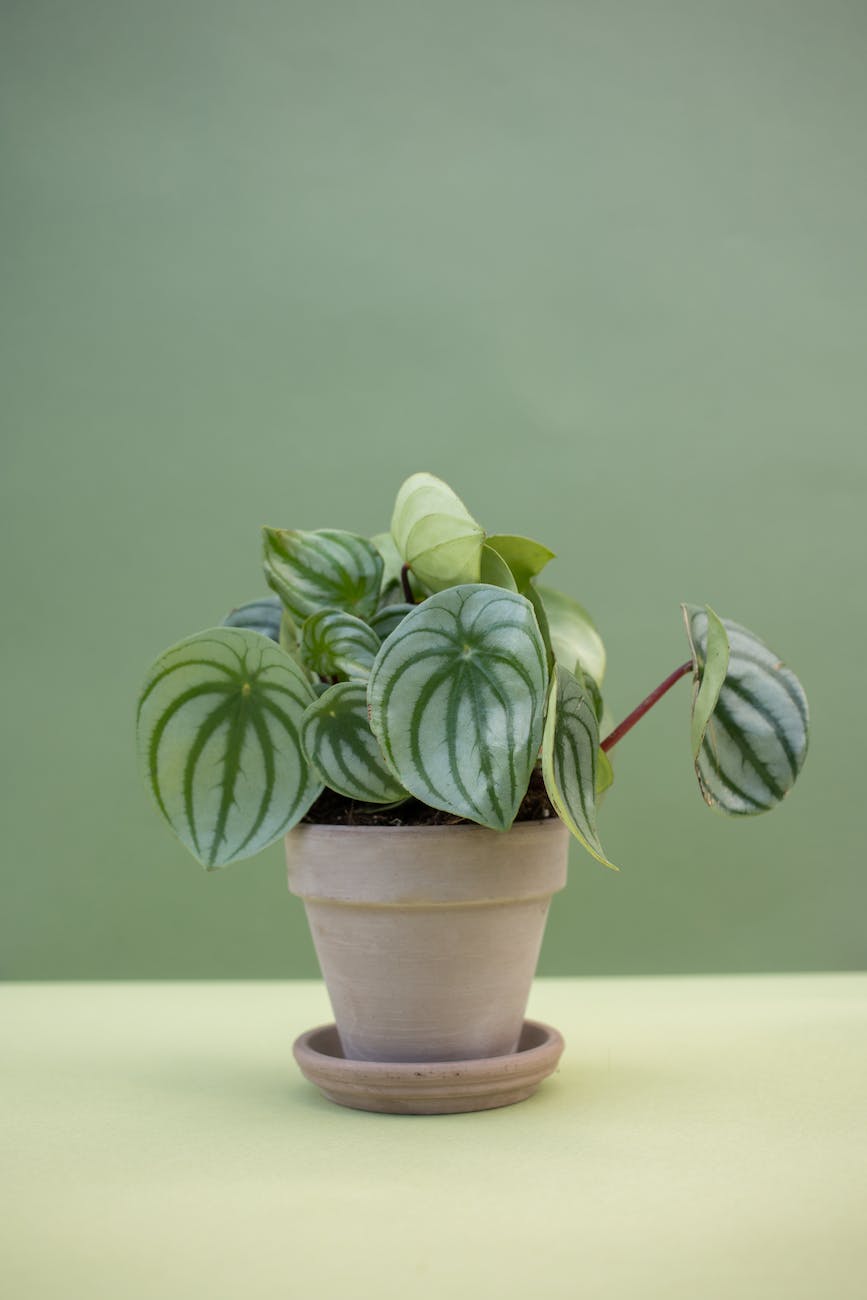green plant on brown clay pot