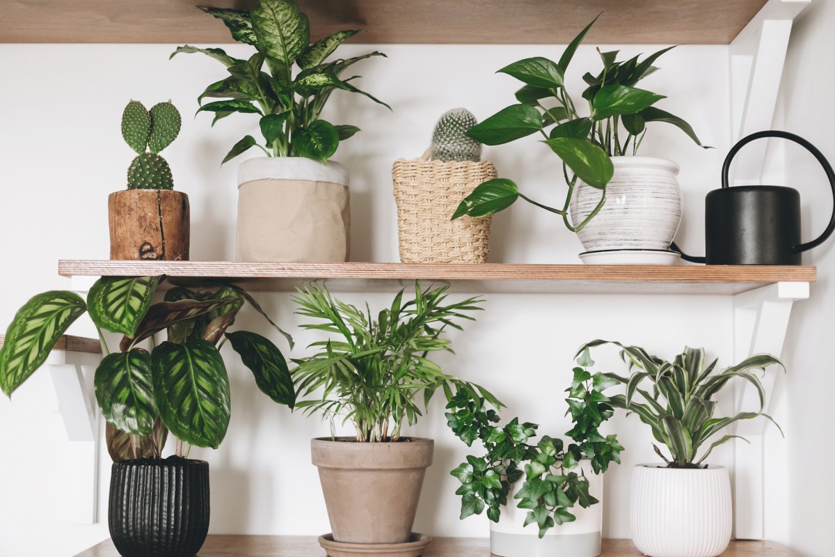 Start Seeds Indoors! Here’s What You Need to Start!