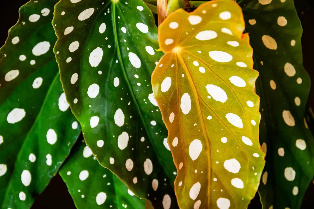 Begonia Maculata Propagation
