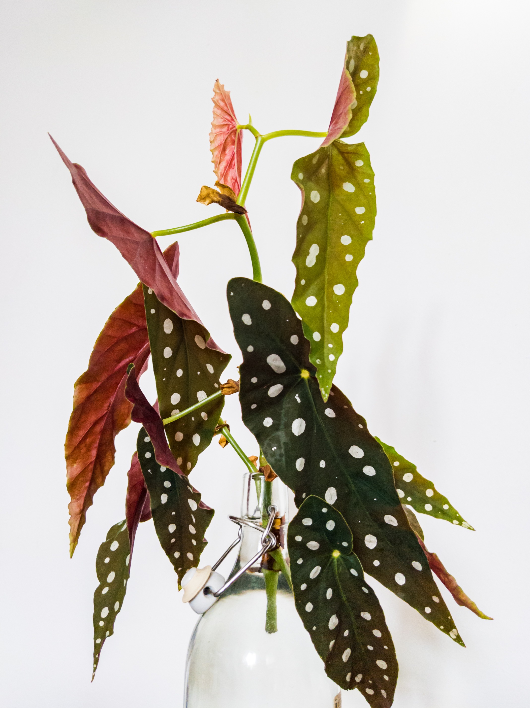 Begonia Maculata Propagating In water