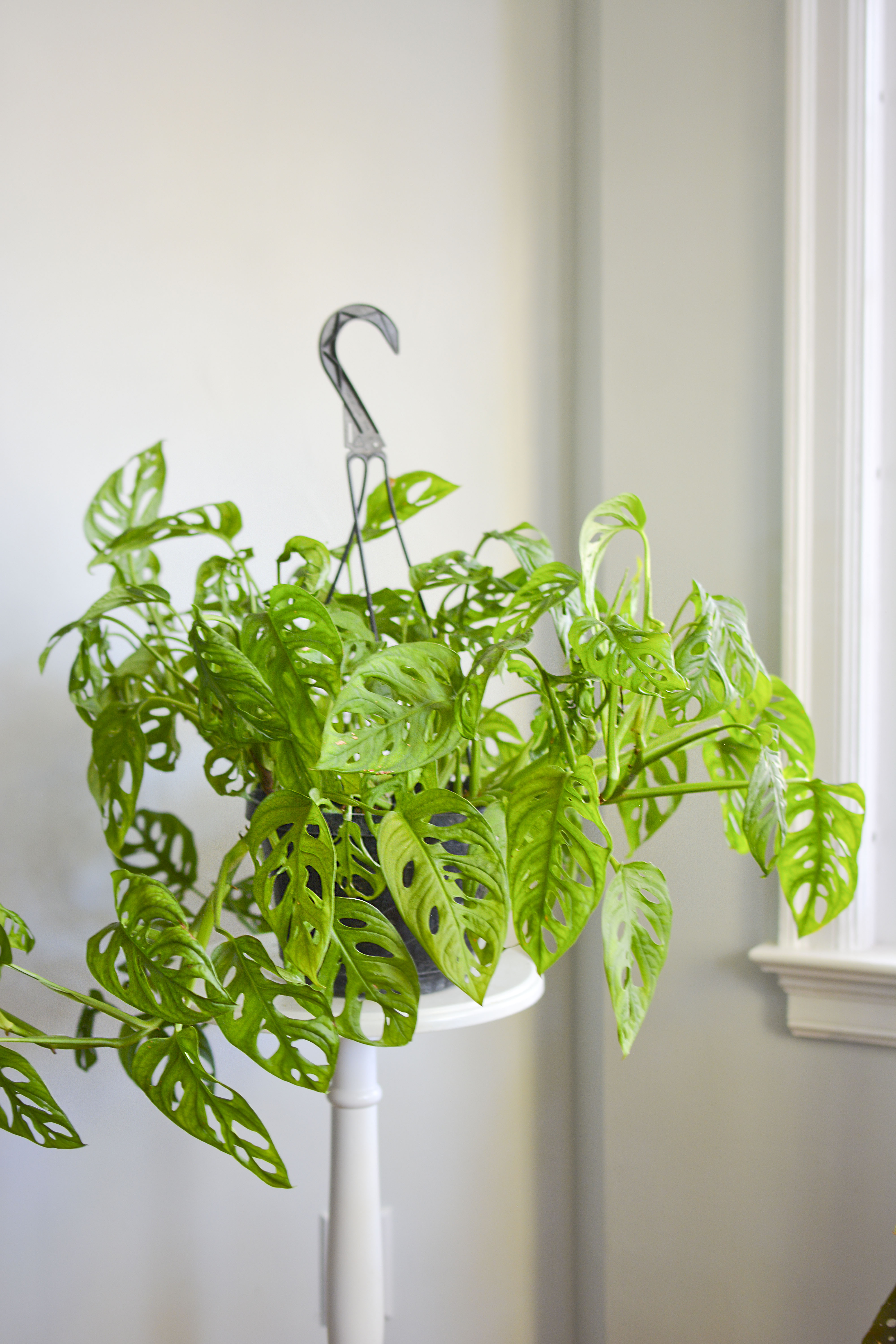 Monstera Adansonii Plant in hanging basket