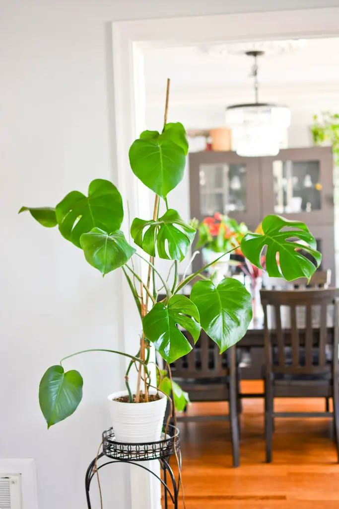 Your Guide to the Best Fertilizer for Monstera Deliciosa The Thrifted