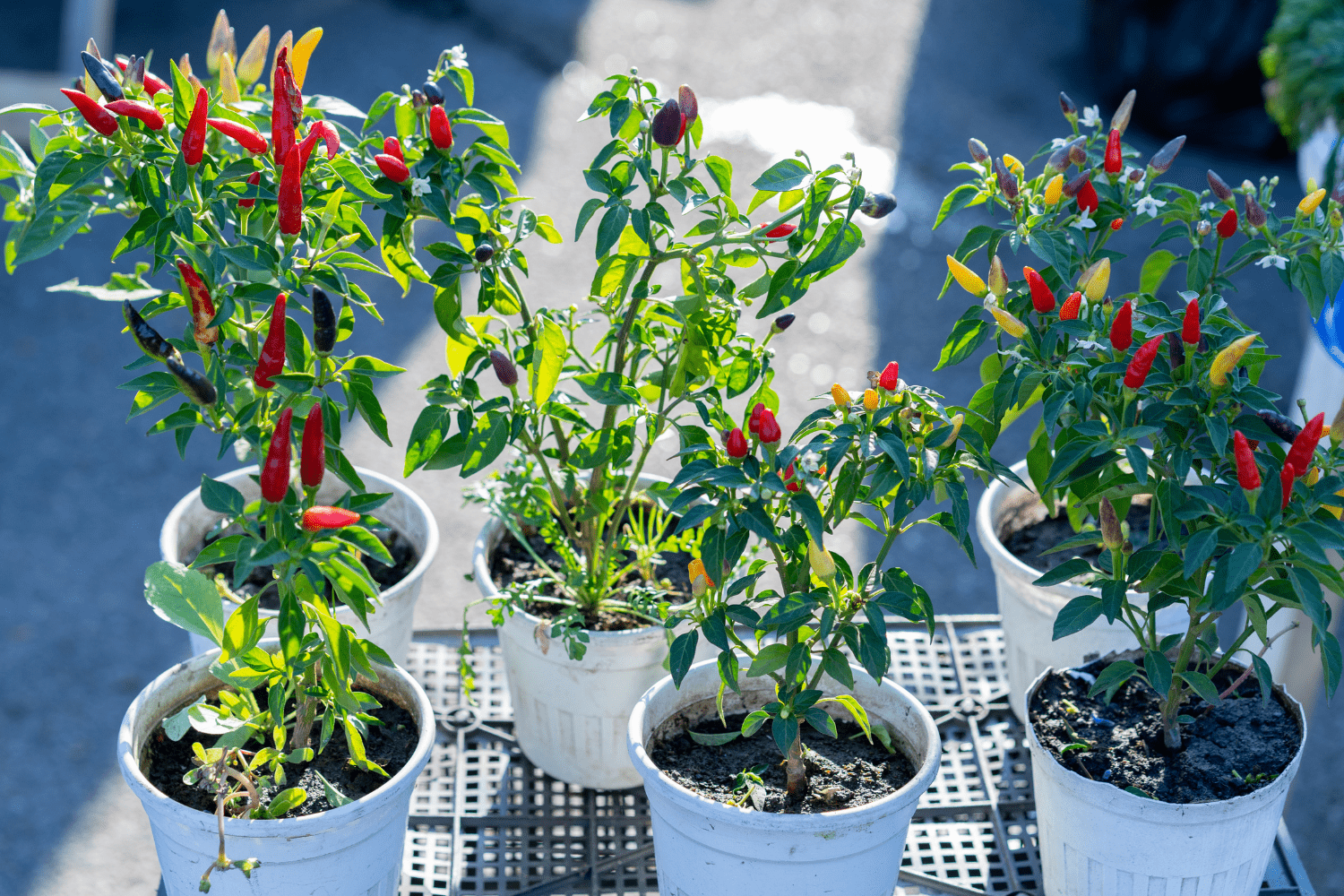best soil for potted peppers