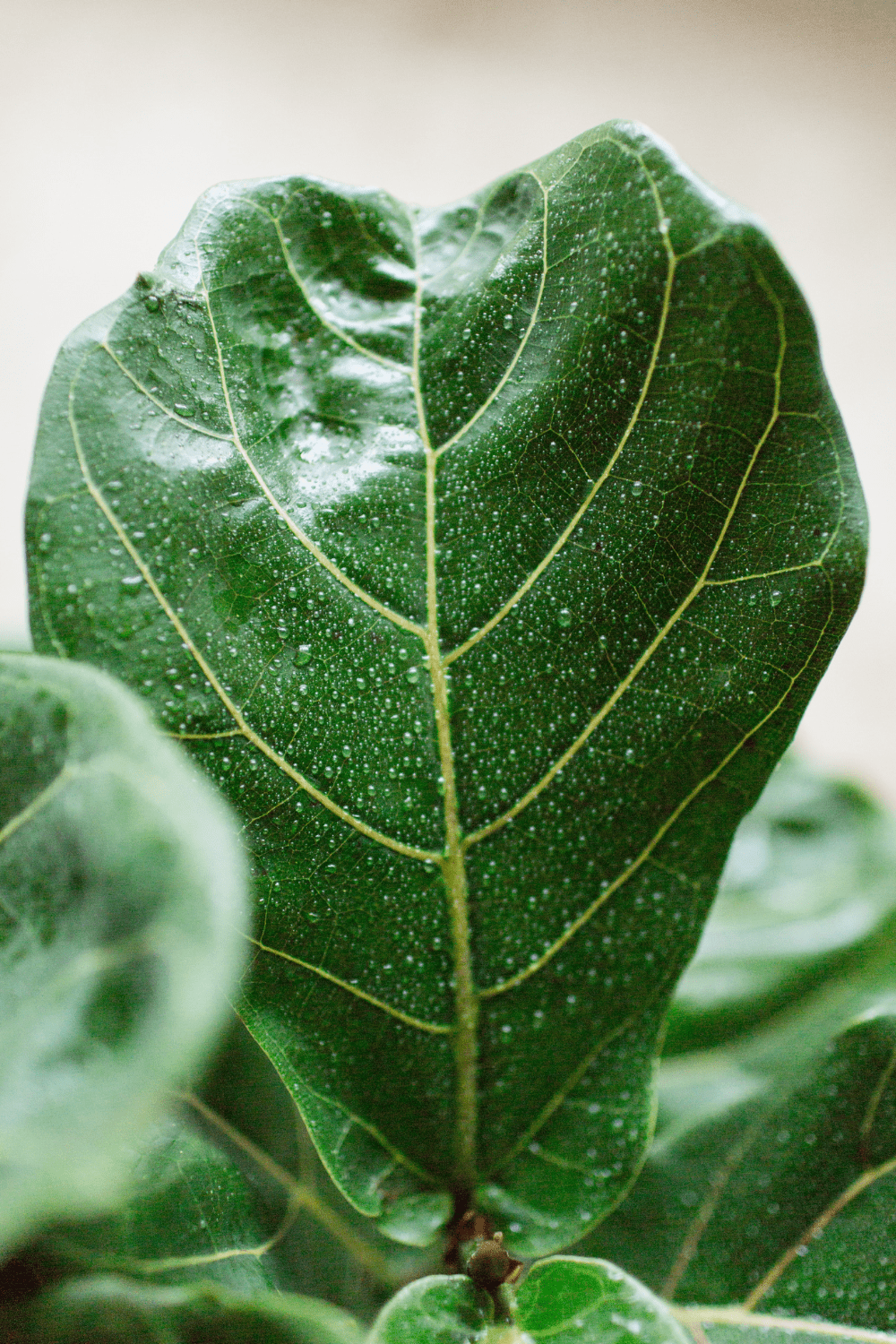 Fiddle leaf Fig