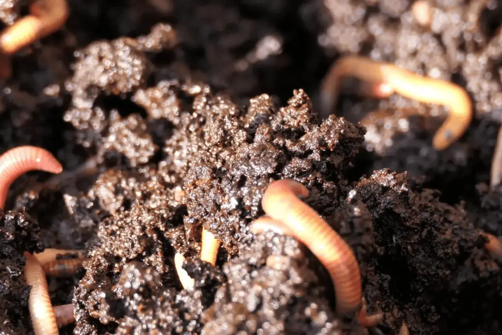 worm castings. best fertilizer for Bird of paradise