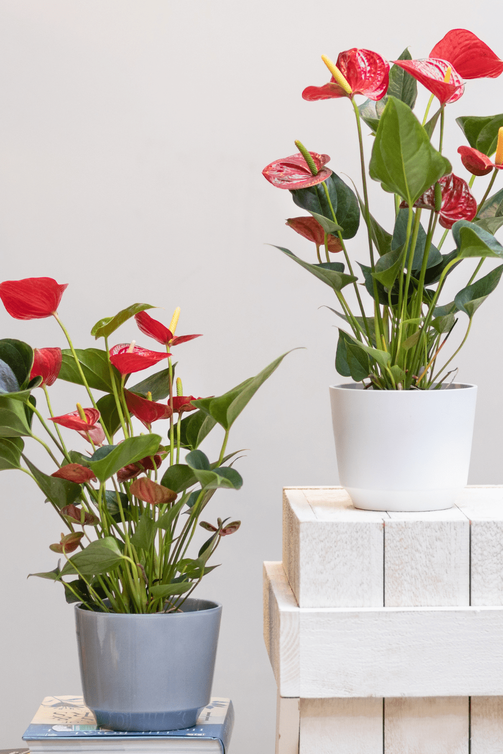 Anthurium