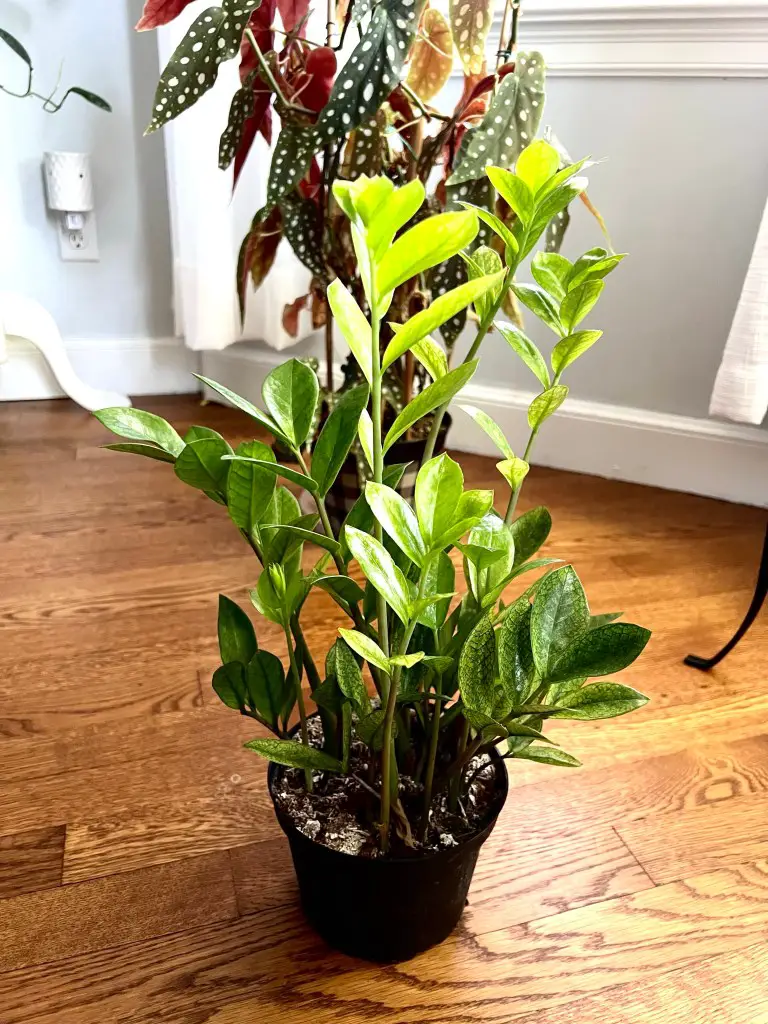 How to make the best and Easy ZZ plant soil mix recipe The Thrifted Planter