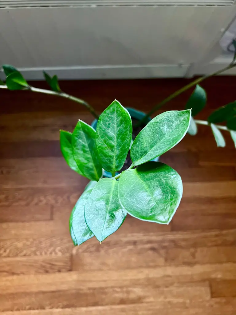 zz plant
