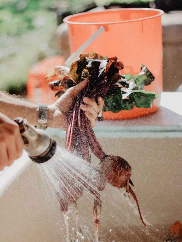 What is Homesteading and Why YOU Need to Start One!