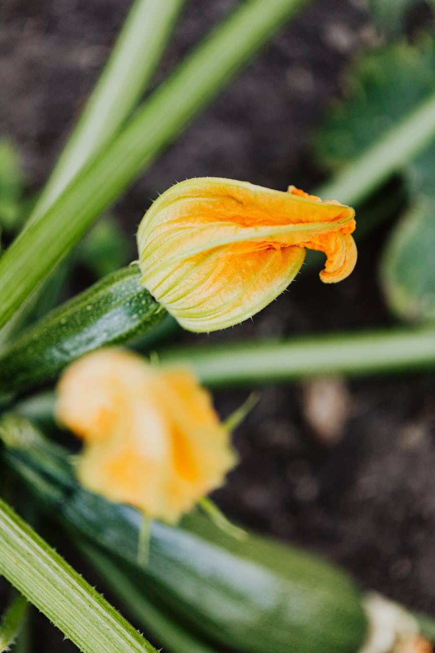 blooming zucchini flower