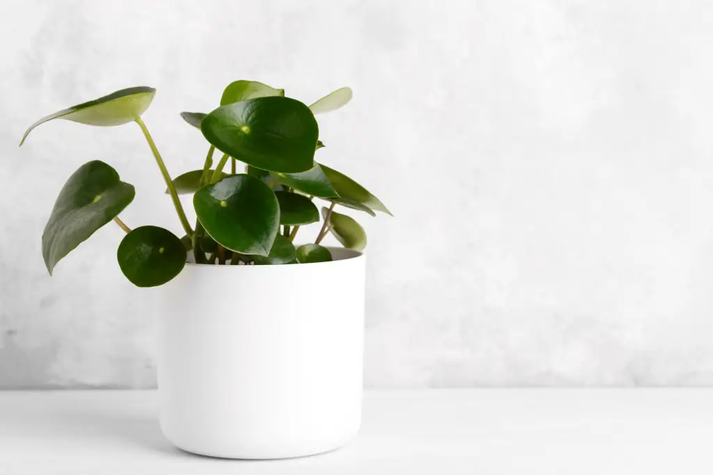 Propagate Raindrop Peperomia