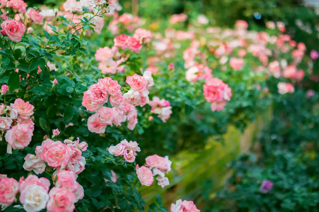 Fertilizer for drift roses