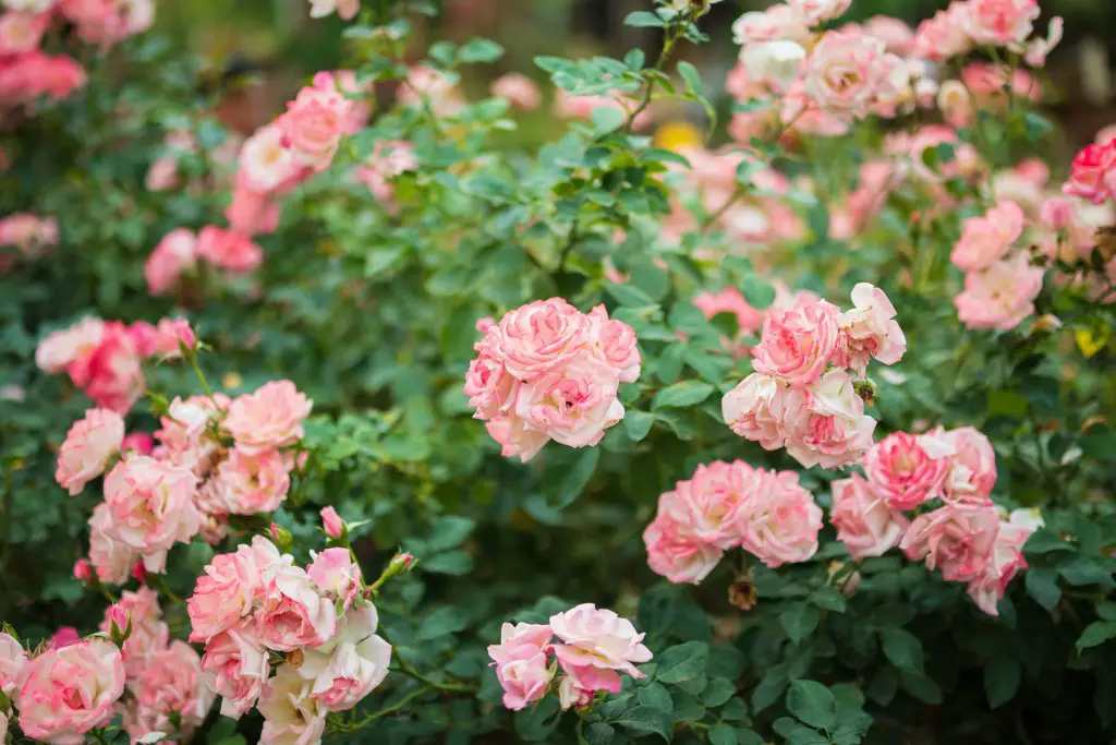 Fertilizer for drift roses