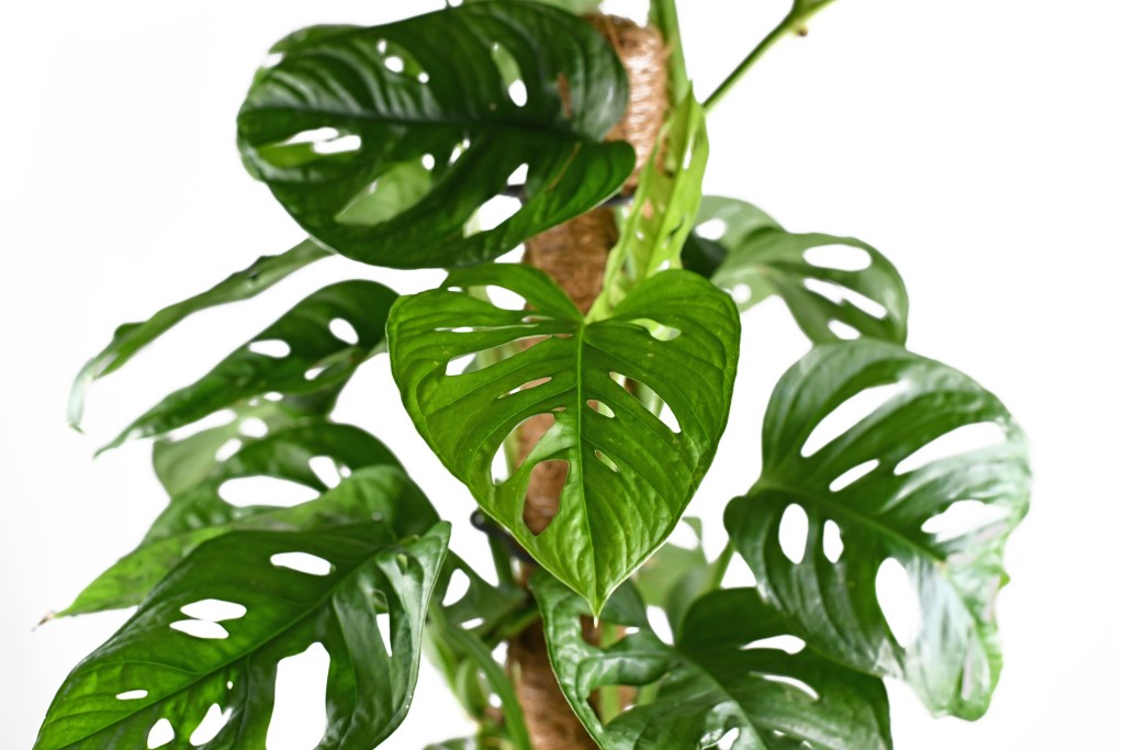 monstera adansonii soil recipe
