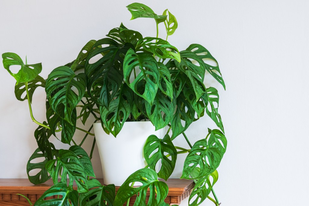 monstera adansonii soil recipe