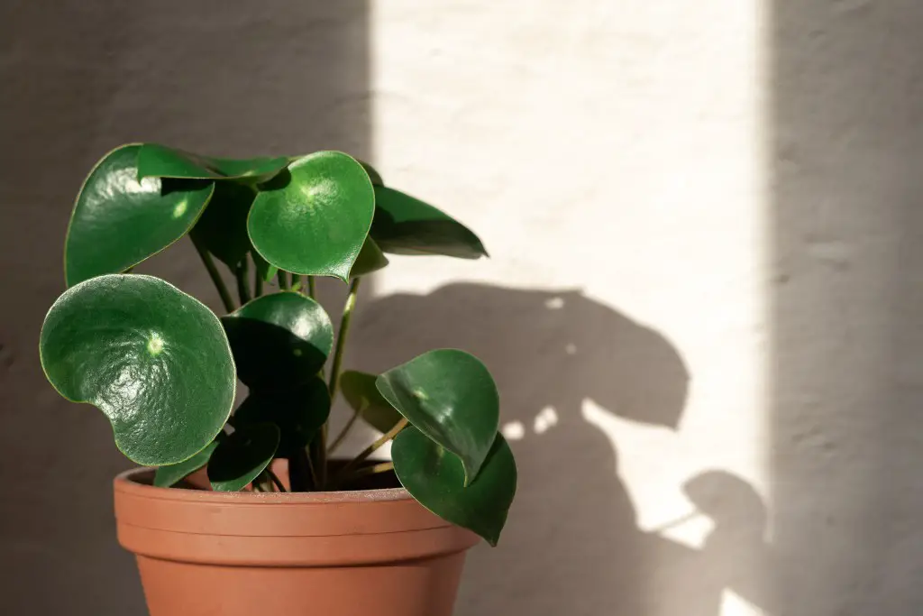 Propagate Raindrop Peperomia