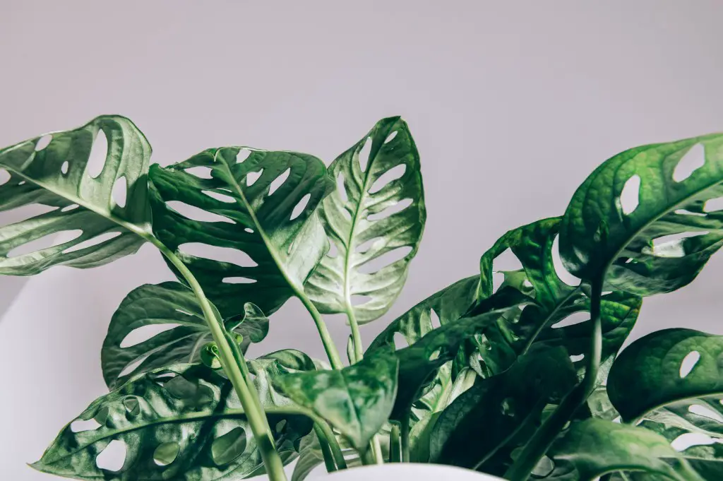 monstera adansonii soil recipe