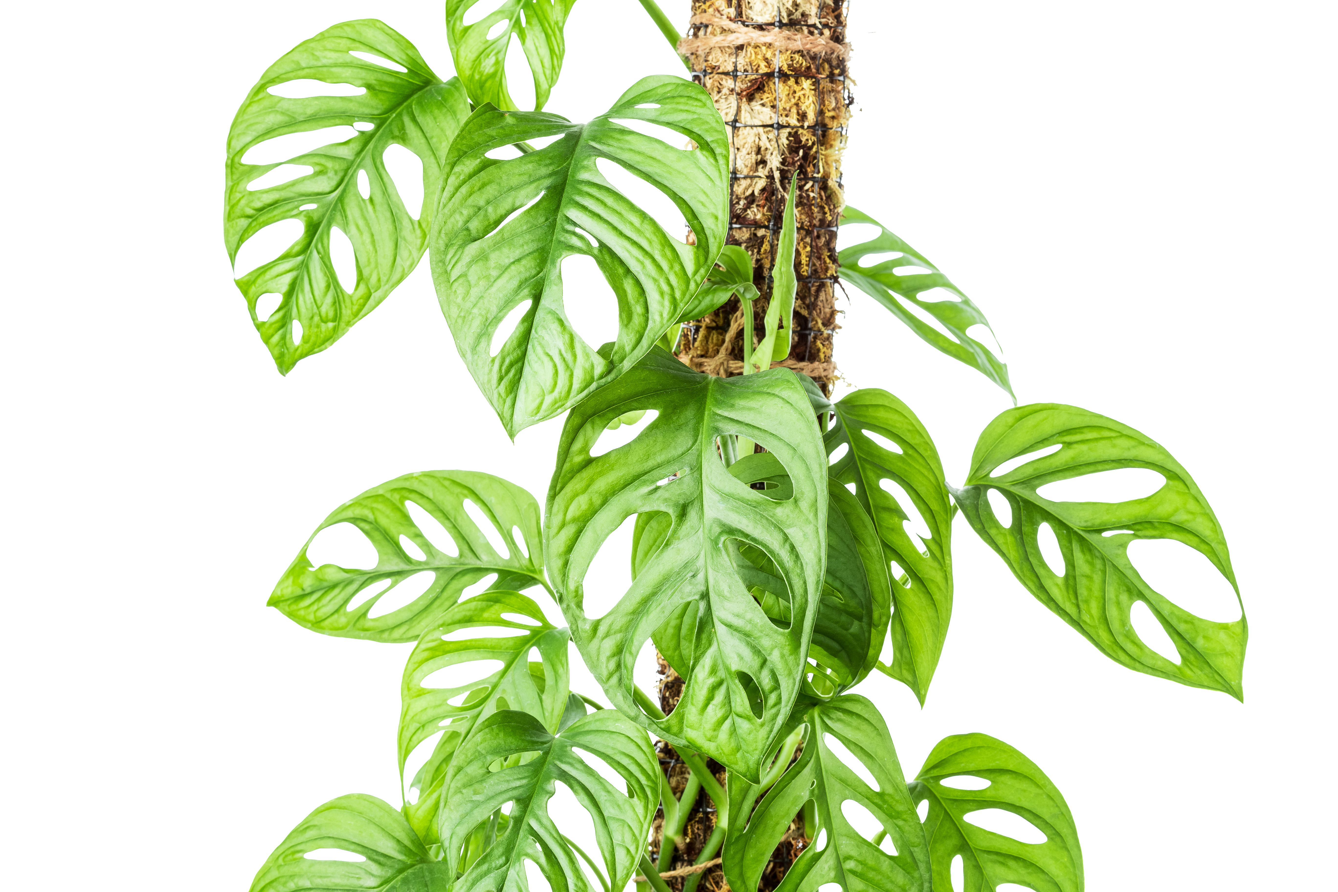 A Perfect Monstera Adansonii Soil Recipe for Healthy Plants