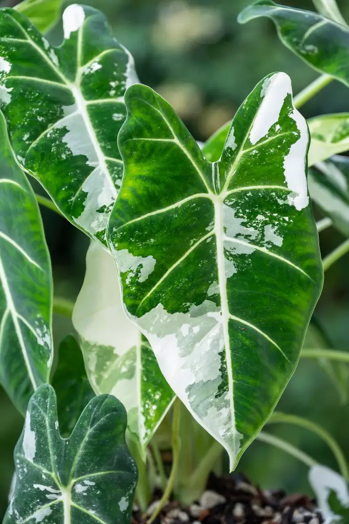 alocasia soil mix recipe