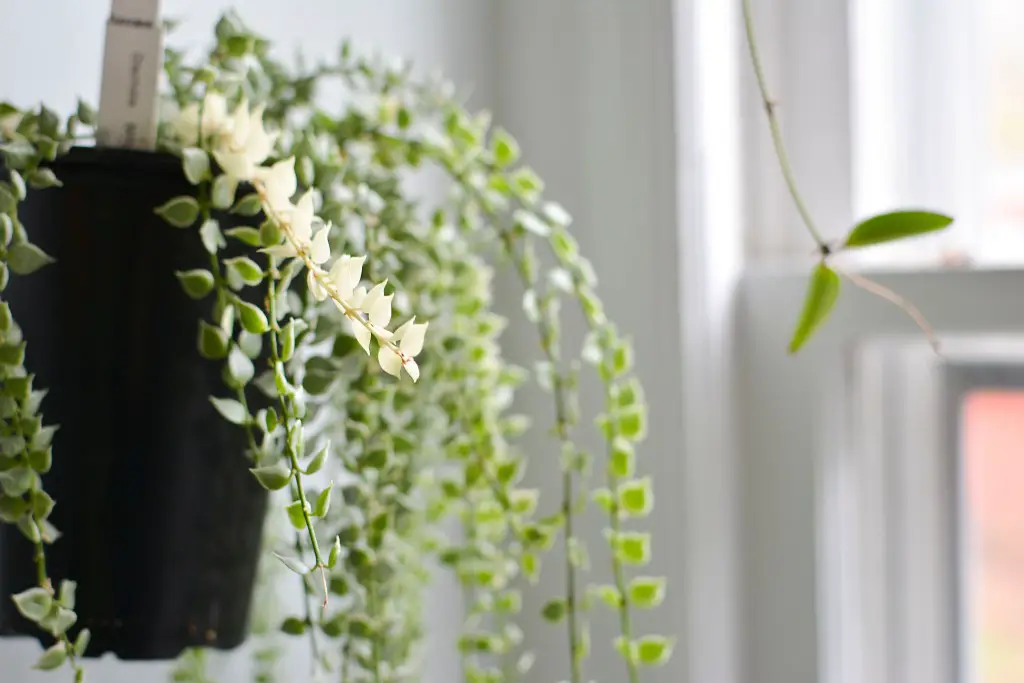 Million hearts plant care