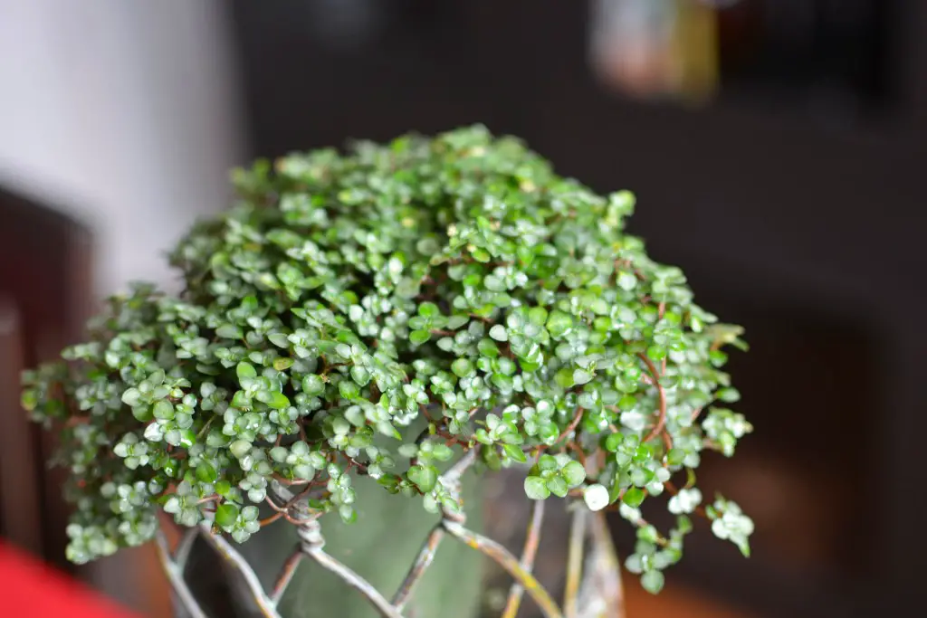 Pilea aquamarine plant care