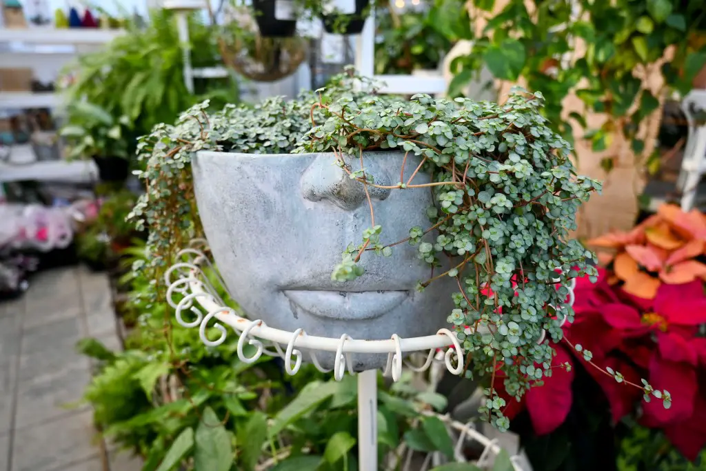 Pilea aquamarine plant care