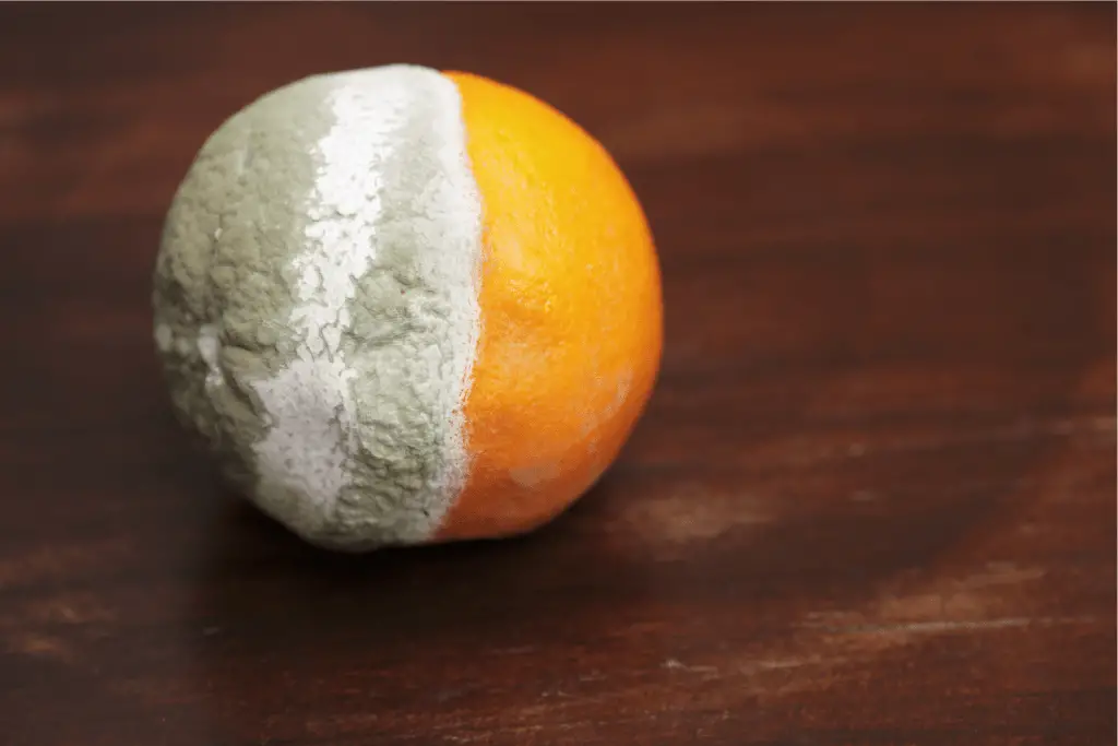 Is mold good for compost