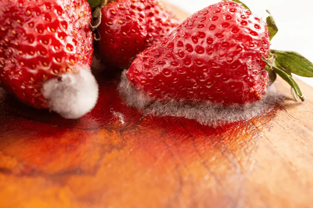 Is mold good for compost