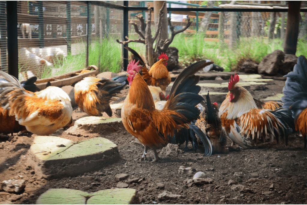 How many nest boxes for 20 chickens